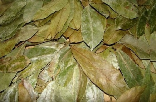 Guanábana ( Soursop leaves )